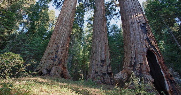 A study confirms that northern giant sequoia groves have lower genetic diversity than central and southern groves. Photo by Bob Wick