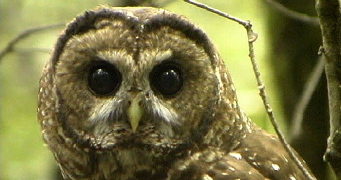 A study found that thinned areas supported higher populations of prey species for the endangered northern spotted owl (pictured) and the rare Humboldt marten.