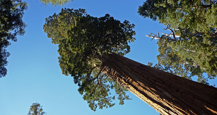 Grant Grove in Kings Canyon National Park; photo by Jen Charney