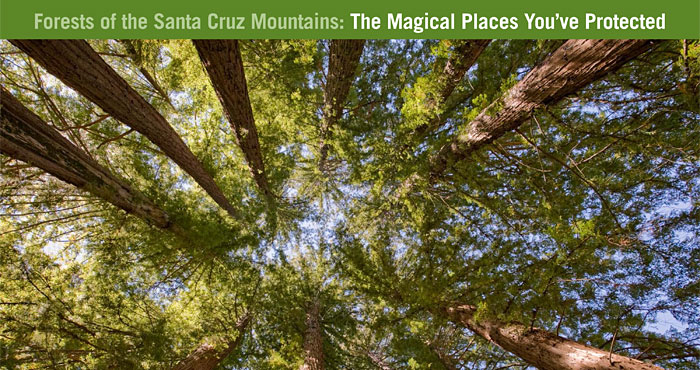 Photo by Save the Redwoods League