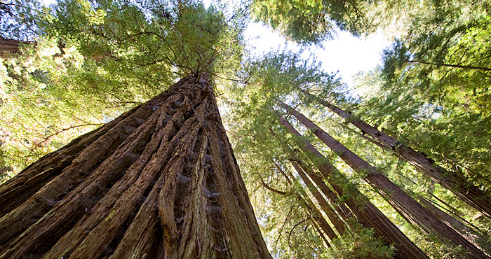 You can help protect Peters Creek Old-Growth Forest (pictured), a rare ancient  forest in the Santa Cruz Mountains. Photo by Paolo Vescia