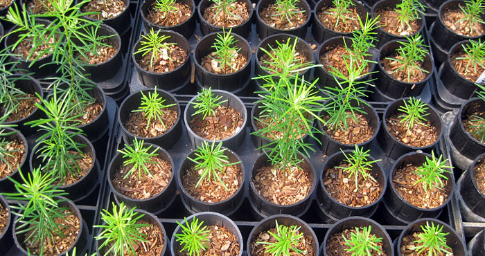 Redwood seedlings. Photo by Mark Bult