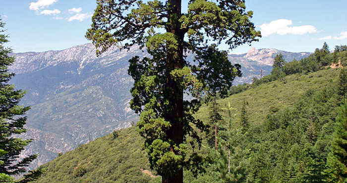 High-severity treatments have boosted the growth of isolated giant sequoias in what is now Giant Sequoia National Monument. Photo by Rob York