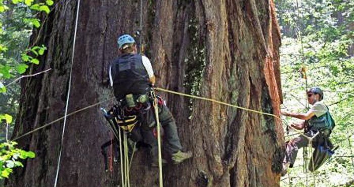 Researchers of the Save the Redwoods League Redwoods and Climate Change Initiative study redwoods to determine how climate change will affect their future. Photo by Stephen C. Sillett