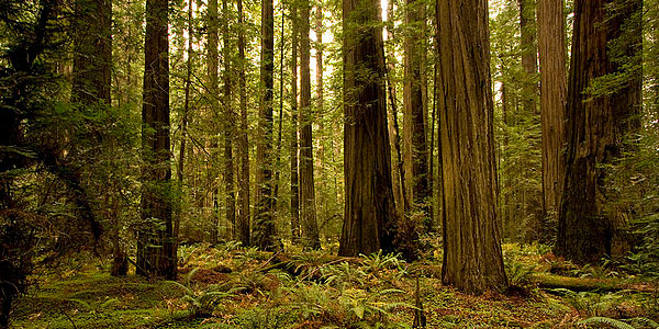 Tall Trees Grove. Photo by clr_flickr, Flickr Creative Commons