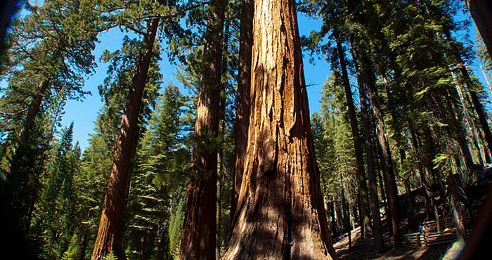 A League-funded project by Robert York and William Stewart of the University of California will contribute to the basic understanding of how giant sequoia forests like this one respond to disturbances such as fire. Photo by iriskh, Flickr Creative Commons