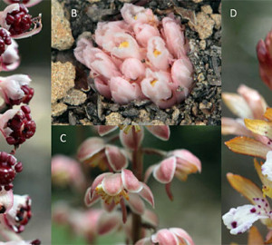 Mycotrophic flowers of Shady Dell, clockwise from left: sugarstick, gnome plant, spotted coral root and wintergreen.