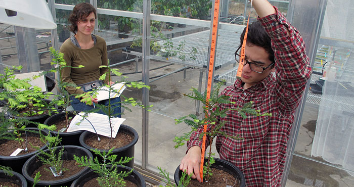 Researchers measure redwoods in experiments that are part of our effort to protect forests during rapid climate change. Photo by Anthony Ambrose