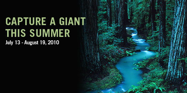 Photo by Save the Redwoods League