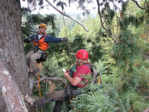 Humboldt State University scientists measuring coast redwood trees in Redwood National Park. Photo by Steve Sillett.