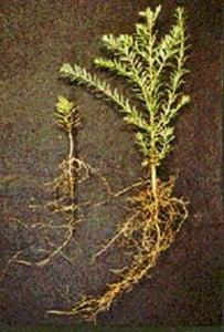 Redwood seedlings with and without mycorrhizae. Photo credit:   Mike Amaranthus, USDA