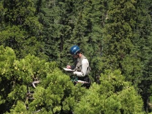 Here at the League, we love learning about the forest! Photo of RCCI researcher collecting data, by Steve Sillett.