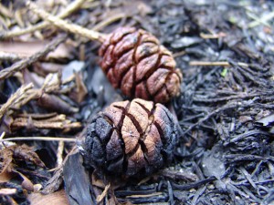 Sequoia cones.