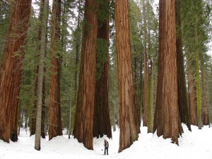 Snowy sequoias. Photo by divwerf, Flickr Creative Commons