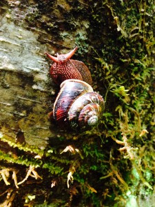 A Pacific sideband found at Prairie Creek Redwoods State Park