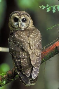 The spotted owl is another irreplaceable redwoods inhabitant. Photo courtesy of the U.S. Fish and Wildlife Service.