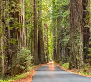 If you can't road trip through Humboldt Redwoods State Park, reading this article will help you feel like you're there.