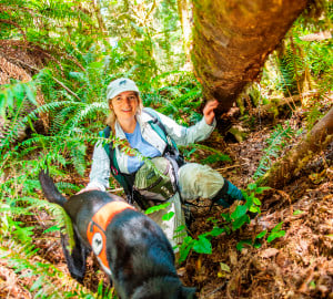 In a League-sponsored study, Wicket sniffs for the scent of white-footed vole scat. Her handler, Debbie Woollett, is Co-Founder of Working Dogs for Conservation. Photo by Humboldt State University