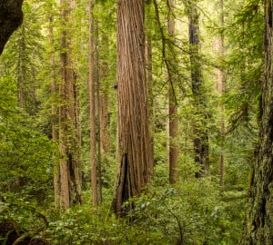 Headwaters Forest Reserve. Photo courtesy Humboldt State University