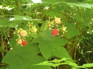 Thimbleberry – photo by eakspeasyFlickr Creative Commons  