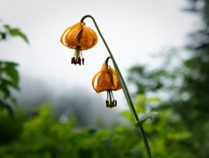 A wild tiger lily. Photo by BlueBrightly, Flickr Creative Commons.
