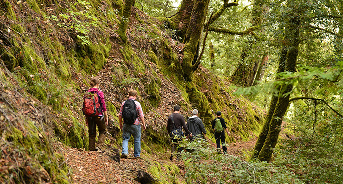 The Toumey Trail in Richardson Grove State Park crosses a corner of the Twin Trees forest. Photo by Mike Shoys