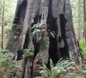 Monster tree. Photo courtesy of Redwoods.info