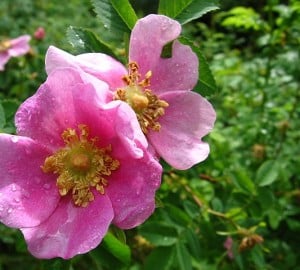 Wood rose or dwarf rose, is known botanically as Rosa gymnocarpa. Photo by hit_the_snow, Flickr Creative Commons