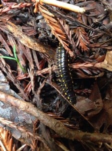 A yellow-spotted millipede found at Muir Woods. 
