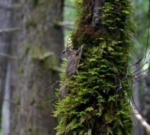 Humboldt's flying squirrel. Photo by Nick Kerhoulas