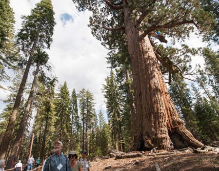 Foreground: Paul Ringgold, Chief Program Officer for Save the Redwoods League, enjoys the restored Mariposa Grove. Photo by Paolo Vescia.