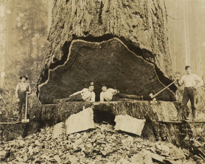 Darius Kinsey, Falling Redwood, Humboldt County, California, 1906.