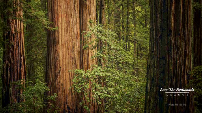 Cùng Save the Redwoods League tìm hiểu về rừng cây Sequoia đỏ và bảo tồn giữ gìn tài nguyên thiên nhiên quốc gia của Mỹ. Qua hình ảnh nền ảo rừng cây Sequoia đỏ, đem đến câu chuyện tuyệt vời về sự phát triển và sự sống của các loài cây rừng độc đáo và quý giá.