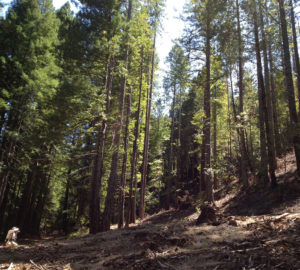 A photographer wearing a sun hat and khakis stoops at the bottom of a sloping hill while aiming a camera at the young redwood forest.