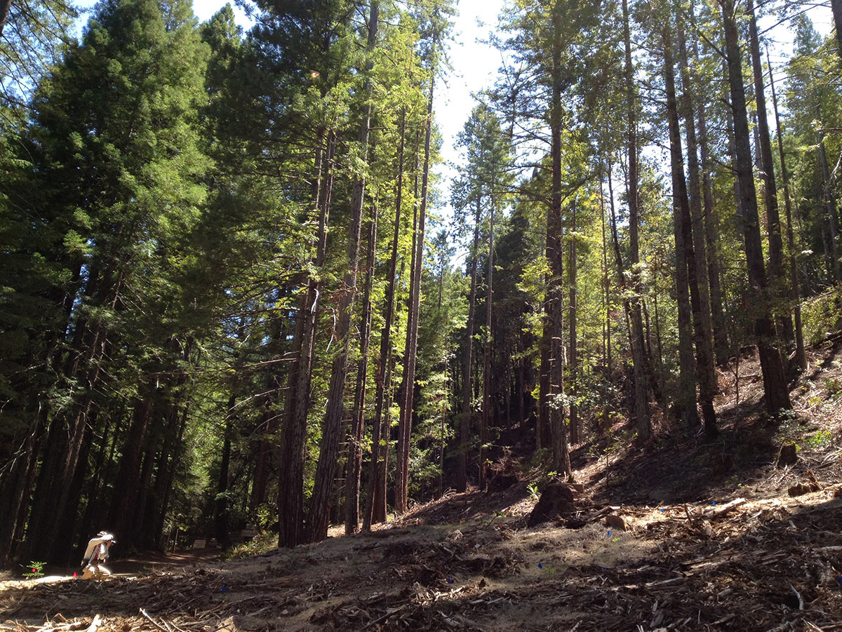 A photographer wearing a sun hat and khakis stoops at the bottom of a sloping hill while aiming a camera at the young redwood forest.