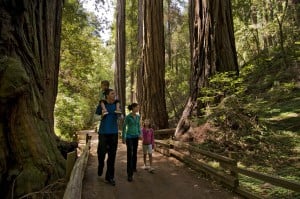 Family hiking in a redwood park