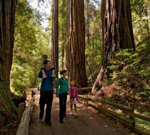 Family hiking in a redwood park