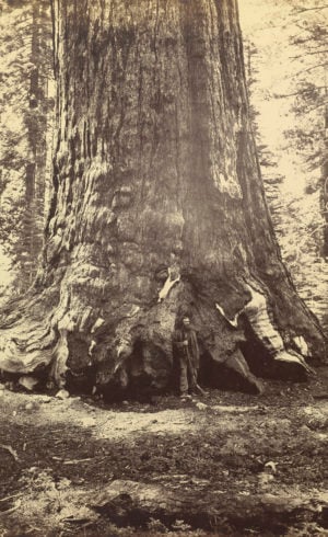 Carleton Watkins, Section of the Grizzly Giant with Galen Clark, Mariposa Grove, Yosemite, 1865–66. The J. Paul Getty Museum, Los Angeles. Digital image courtesy of the Getty’s Open Content Program.