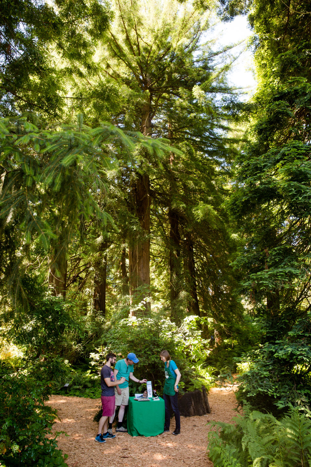 Redwoods Walk At Sfbg Save The Redwoods League