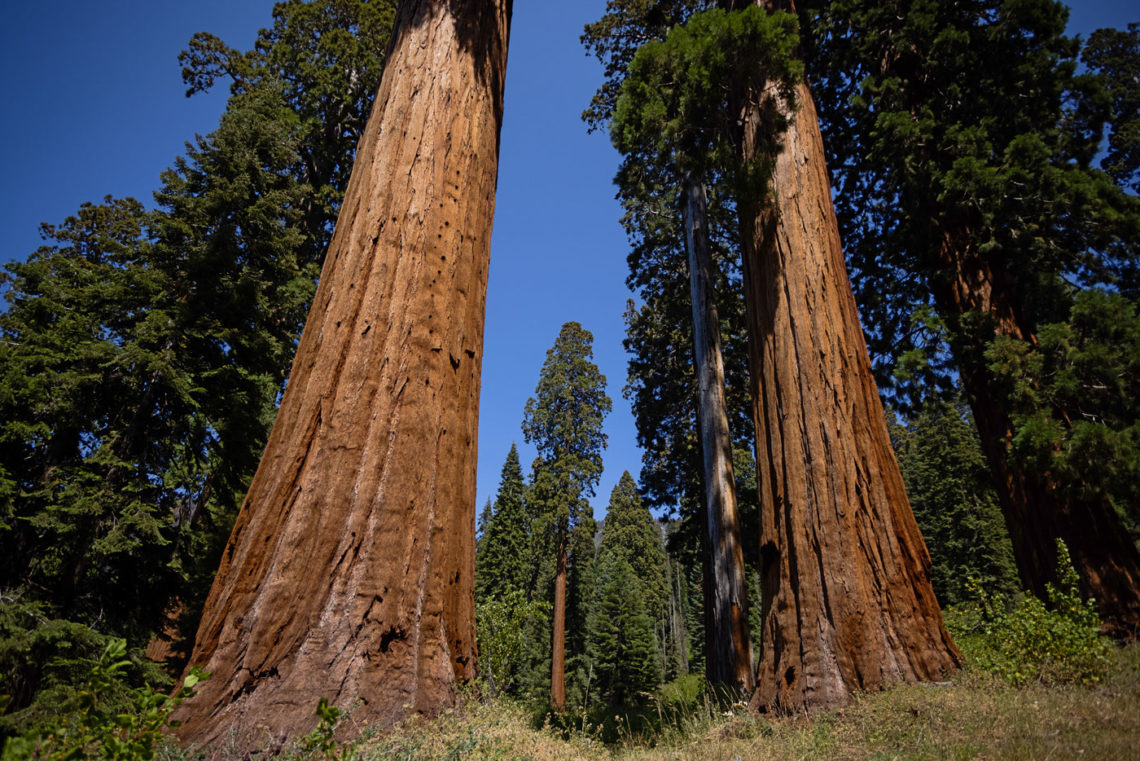 Giant sequoias