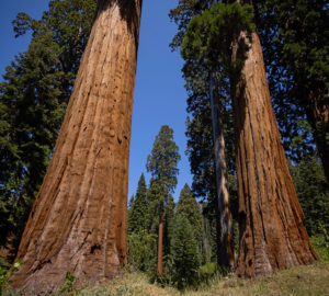 Giant sequoias