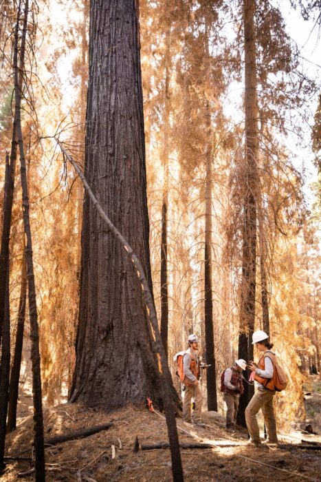 Field researchers wearing white hardhats and orange vests busy at work in a fire damaged redwoods grove