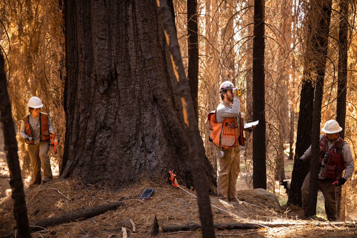 Technicians studying burned sequoia trees 
