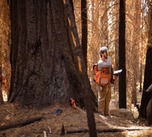 Technicians studying burned sequoia trees