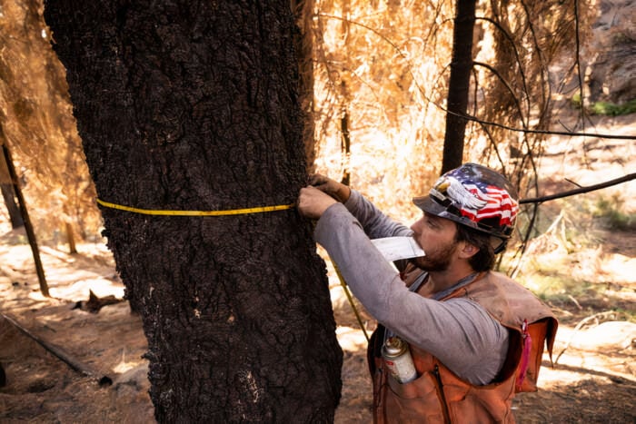 Forest Resources Solutions and Technologies forest analyst Timothy Facemire collects data on the post-fire landscape in the Alder Creek Grove in Sequoia Crest, California on July 15, 2021. 