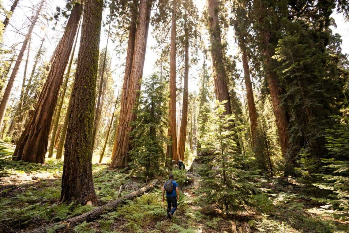 View of man wearing backpack walking through giant sequoia grove
