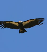 California Condor in flight over the Big Sur Coast. Photo by Carie Battistone, California Department of Fish and Wildlife