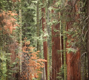 Fall forests, like this one in Sequoia National Park, are magical. Photo by Werner Janse von Rensberg, Flickr Creative Commons