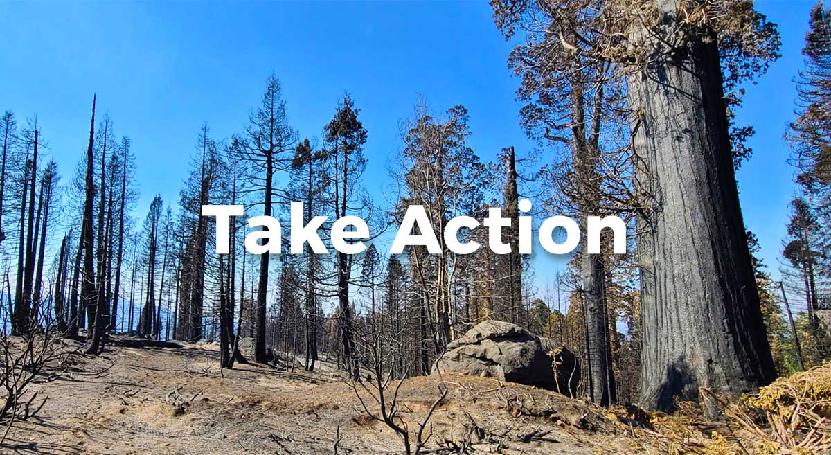 Take action to Save Our Sequoia