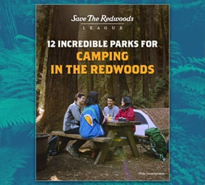 Camping in the Redwoods guide